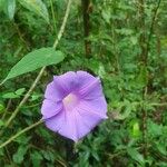 Ipomoea indicaКветка