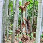 Phyllostachys edulis Hábito