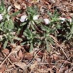 Ajuga iva Habitus