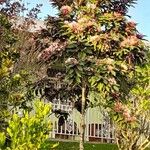 Clerodendrum quadriloculare Kwiat