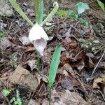 Cleistes divaricata 花