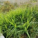 Carex muskingumensis ഇല