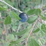 Prunus spinosa Froito