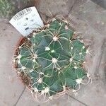 Echinocactus texensis 葉