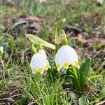 Leucojum vernum Çiçek