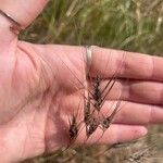 Taeniatherum caput-medusae Likasa