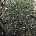 Cussonia paniculata عادت داشتن