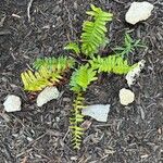 Polystichum acrostichoides Leaf