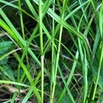 Carex muskingumensis 樹皮