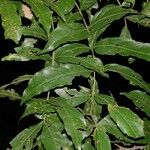 Inga samanensis Leaf