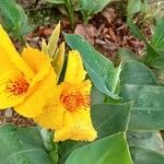 Canna indicaFolla