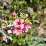 Prunus prostrata 花