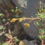 Fumana viridis Flower