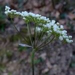 Ptychotis saxifraga ফুল