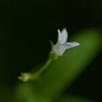 Oldenlandia lancifolia Квітка