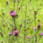 Centaurea nigraFleur