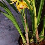 Cymbidium devonianum Blatt