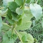 Talinum paniculatum Leaf