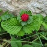 Potentilla indica Φύλλο