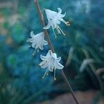 Aloe albiflora Fleur