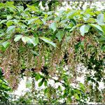 Acer cissifolium Folha