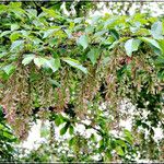 Acer cissifolium Blad