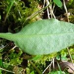 Pulmonaria affinis Likasa