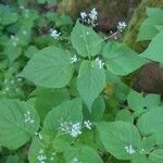 Circaea alpina Blad