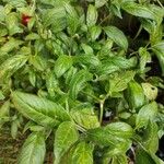 Capsicum pubescens Leaf