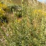 Artemisia californica Leht