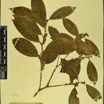 Gaultheria fragrantissima Прочее