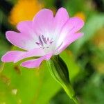 Eudianthe coeli-rosa Flower