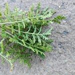 Phacelia tanacetifoliaBlad