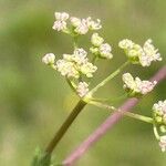 Trinia glauca Fiore