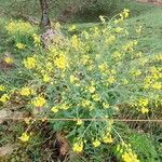 Brassica montanaFlower