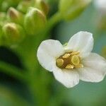 Nasturtium officinale Flower