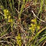 Scheuchzeria palustris Fruit