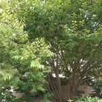 Zelkova serrata Συνήθη χαρακτηριστικά