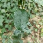 Phillyrea latifolia Leaf