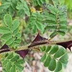 Rosa omeiensis Feuille