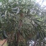 Cussonia paniculata عادت داشتن