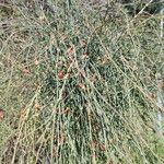 Ephedra distachya Fruit