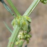 Rumex pulcher Плод