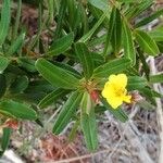 Hibbertia podocarpifolia Habitus