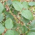 Rubus vestitus Blatt