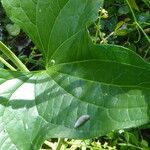 Dioscorea communis Blad