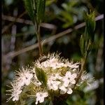 Rhododendron columbianum Flor