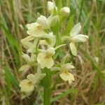 Dactylorhiza insularis Flower