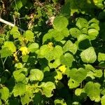 Triumfetta procumbens Облик