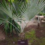 Brahea dulcis Leaf